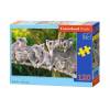 Puzzle 120 Rodzina Koali CASTOR