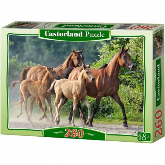 CASTOR 260 EL. Araby Czystej Krwi